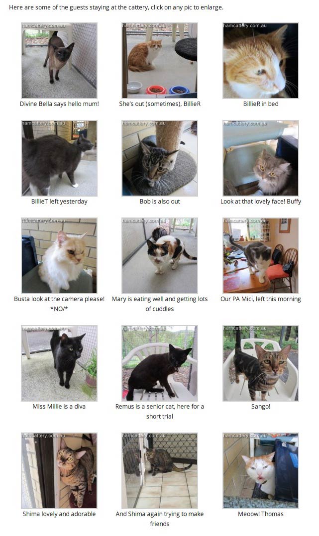 Can I get Sued for Using Images on my Blog - Aylesham Cattery