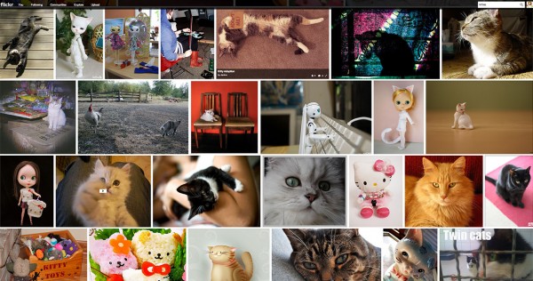 Can I get Sued for Using Images on my Blog - Flickr Filtered Kitties